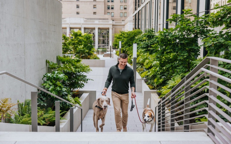 Man walking dogs through the outdoor courtyards.