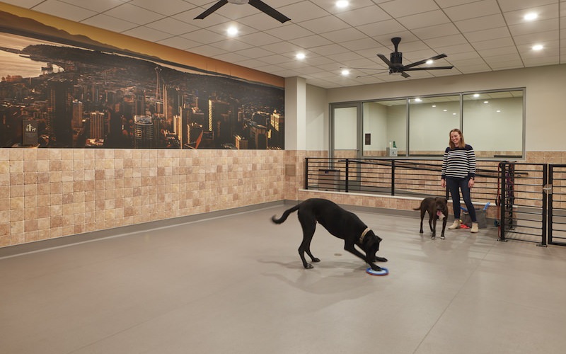 Woman with 2 dogs playing in the indoor pet area